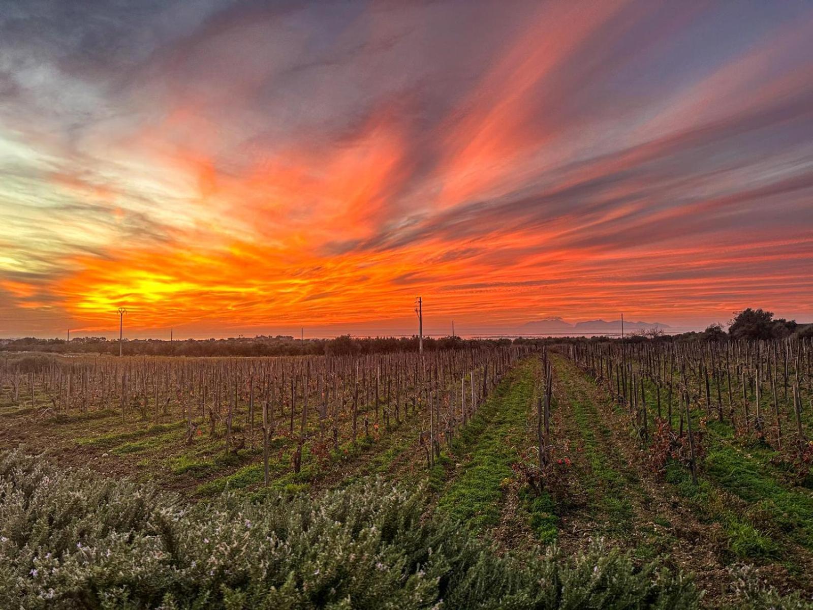 Agriturismo Baglio Donnafranca Wine Resort مارسالا المظهر الخارجي الصورة