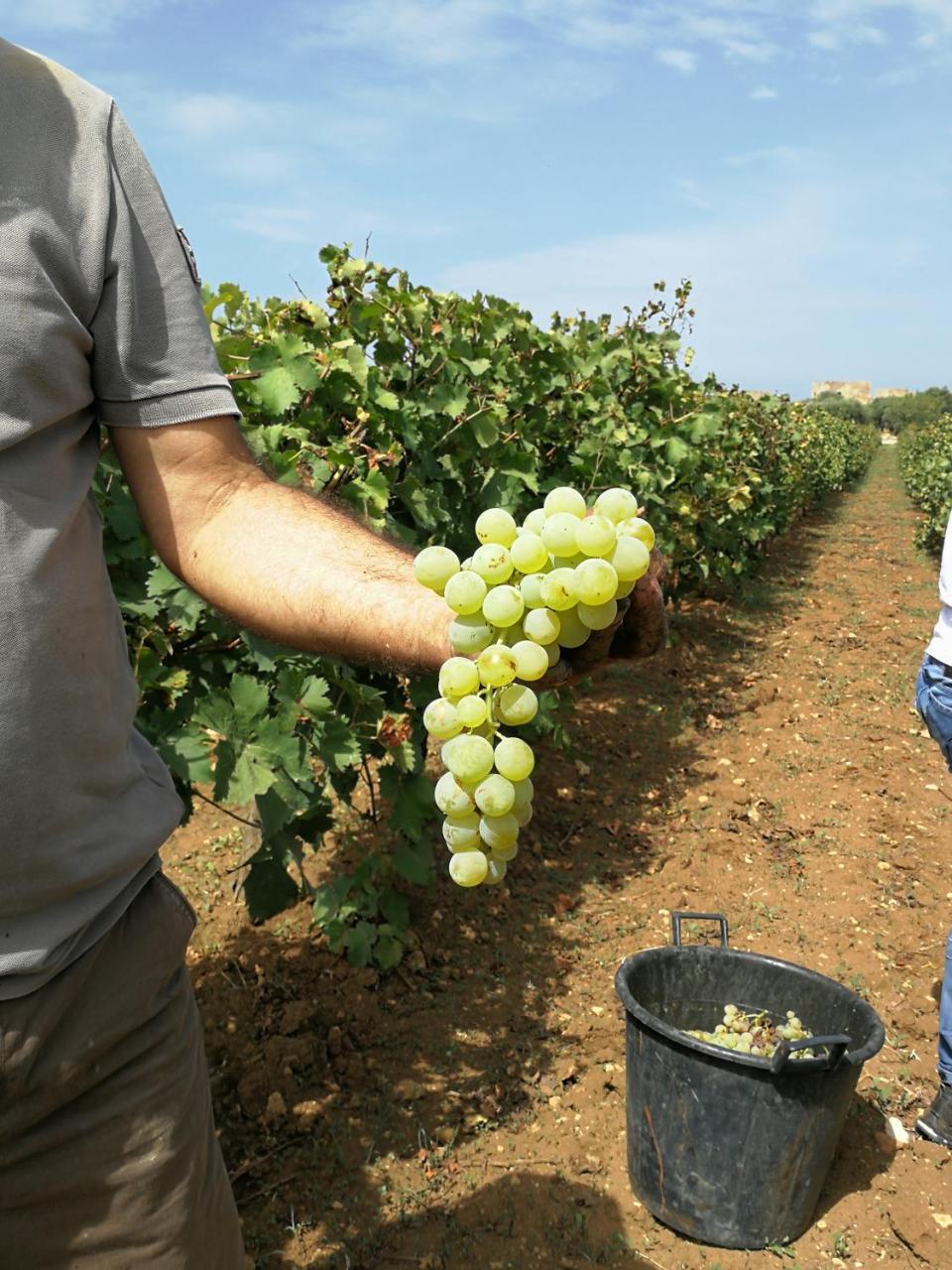 Agriturismo Baglio Donnafranca Wine Resort مارسالا المظهر الخارجي الصورة